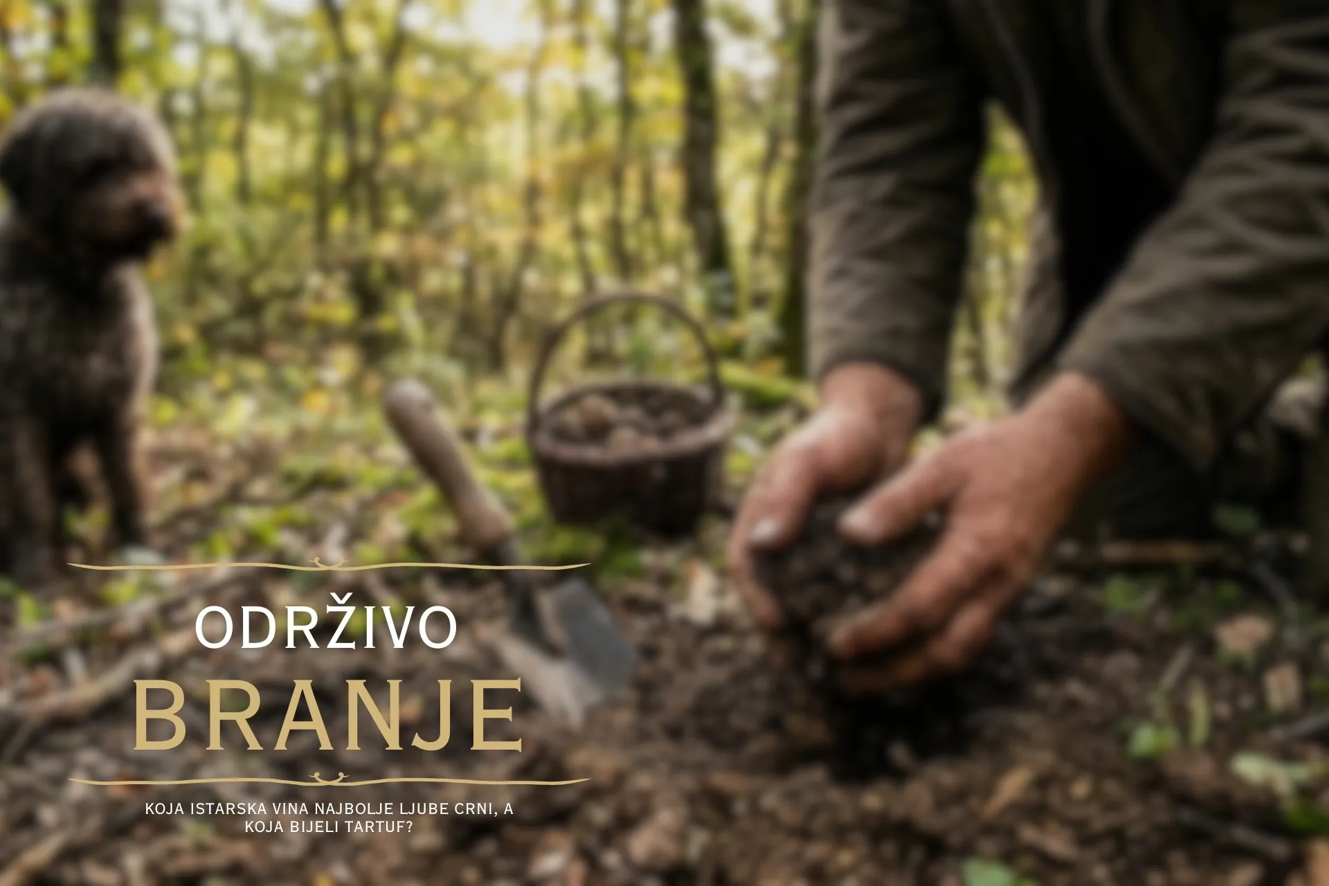 Održivo branje_ Kako čuvamo Motovunsku šumu za buduće generacije